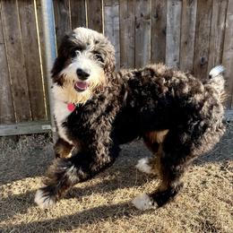 Sola - Bernedoodle