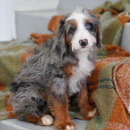 Josh - Merle male Bernedoodle puppy in Dundee, Ohio from Down Home Doodle