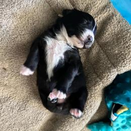 Char broil - Black & white female Australian Shepherd puppy in Albertville, Alabama from Salt Creek Aussies
