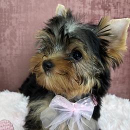 Jolene - Black and gold female Yorkshire Terrier puppy in Rosemount, Minnesota from Niczarbiewers