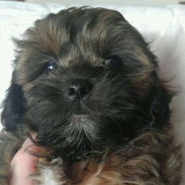 Shih Tzus from Paula's Pups