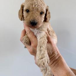 Giselle - Red  female Goldendoodle puppy in Lindon, Utah from Ruby’s Minidoodles LLC