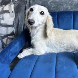 Khaleesei - Dachshund