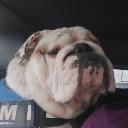 Jims - Bulldog