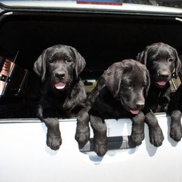 Labrador Retriever Puppies from AKC California Winterstrom Labradors