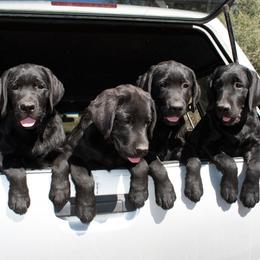 Labrador Retriever Puppies from AKC California Winterstrom Labradors