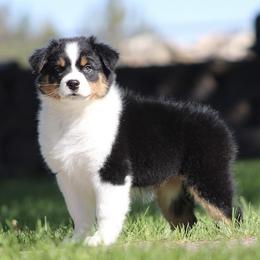 Girl A - Black tri-color female Australian Shepherd puppy in Bend, Oregon from High Desert Aussies