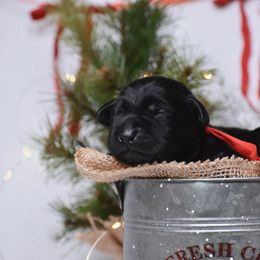 Claus - Black male Labrador Retriever puppy in Carthage, North Carolina from Wicked Pines Retrievers