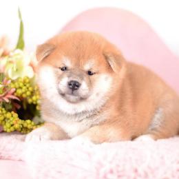 Norika - Red Girl - Red female Shiba Inu puppy in Neosho, Missouri from Sunny Terrace Shibas