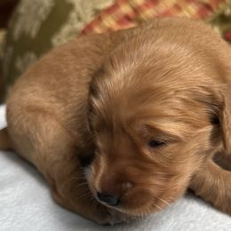 Tiger Lily - Golden Retriever puppy from Green Mountain Golden Retrievers