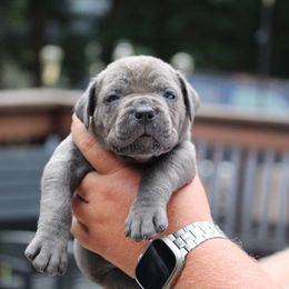 Lime Green - Gray female Cane Corso puppy in Lusby, Maryland from Coastal View Kennels