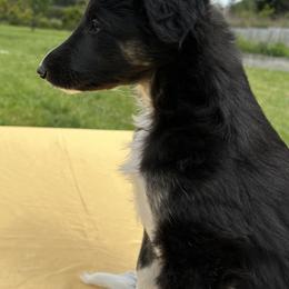 Silken Windhound Puppies from Luminous Silken Windhounds