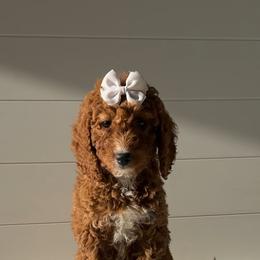 Assorted Doodle Crosses, Goldendoodle, Labradoodle, and Poodle Puppies from Ruff Country Doodles