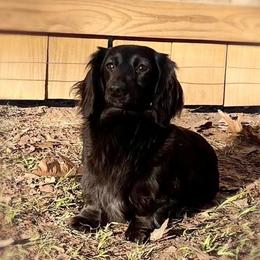 Raven - Dachshund
