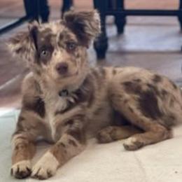 Australian Shepherds, Boerboels, Shorkies, and Yorkshire Terriers from SATA Kennels