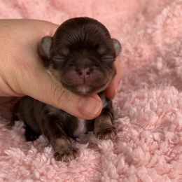 Bellamy - Chocolate and tan Chihuahua puppy in Michigan from Fanciful Thrills Kennel