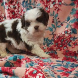 Shih Tzu Puppies from One of A Kind Shih-Tzu's