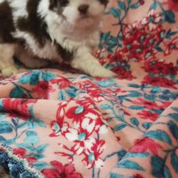 Shih Tzu Puppies from One of A Kind Shih-Tzu's