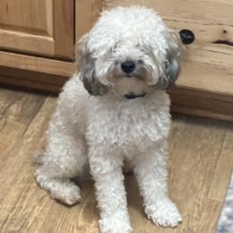 Poodles and Toy Australian Shepherds from 2B Aussies
