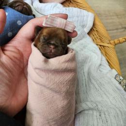 Pink - Brown female Brussels Griffon puppy in Welch, Minnesota from Baringer Brussels