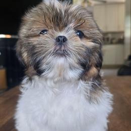 Layla - Brindle female Shih Tzu puppy in Stroudsburg, Pennsylvania from Puppyville Pa Shih Tzu & frenchies