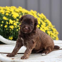 Barak - Brown male Whoodle puppy in West Bend, Iowa from Blue Skies Terriers