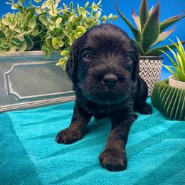 Sage - Black and tan female Cavapoo puppy in Selma, Texas from Sage Mini Doodles
