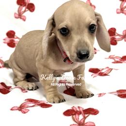 Shaded Cream Male Smooth Coat - Cream male Dachshund puppy in Cleveland, Tennessee from Kelly's Doxie Farm