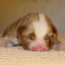 Dinah - Red merle female Australian Shepherd puppy in Star City, Arkansas from Blush & Lace Aussie Co.
