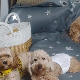 Cavapoos from Velvet Paws Cavapoos