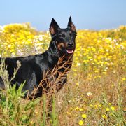 Beaucerons from Beaucerons du Vaillant Feu