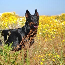 Beaucerons from Beaucerons du Vaillant Feu