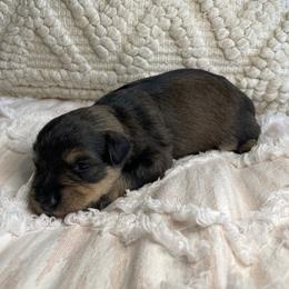 Clover - Black and tan female Schnoodle puppy in Lathrop, Missouri from RR Schnoodles