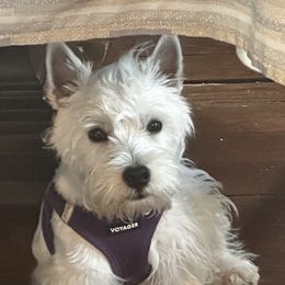 West Highland White Terrier All Grown Up from Dixieland Westies