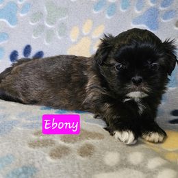 Ebony - Black and white female Shih Tzu puppy in Picayune, Mississippi from Guillot Shih Tzu