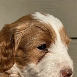 Sheepadoodles from Sharon’s Sheepadoodle’s
