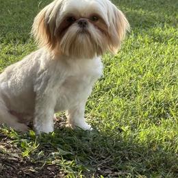 Shih Tzu All Grown Up from Charming Southern Shih Tzu