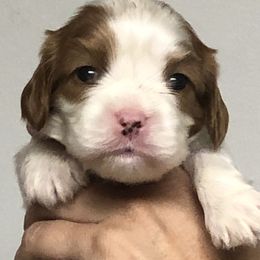 "Male cavalier" Cavalier King Charles Spaniel and Cocker Spaniel Puppies from Encore Cockers