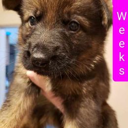 German Shepherd Puppies from Bear's Shepherd