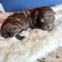 Puppy 1 - Brown male Maltipoo puppy in Hephzibah ( Richmond County ), Georgia from Healing Pawz LLC