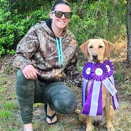 Labrador Retrievers from Guns Up Dog Training
