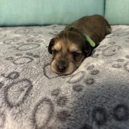Neon green boy - Wild  boar and tan male Dachshund puppy in Live Oak, Florida from The Weenie Herd Mom