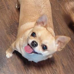 Jane - Fawn female Chihuahua puppy in Bloomington, Indiana from TJs Chihuahuas