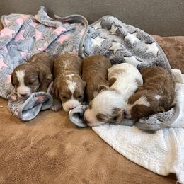 Cavapoo puppies from True Hearted Doodles