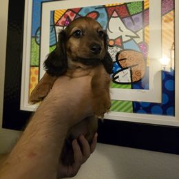 Thrall - Sable male Dachshund puppy in Redlands, California from Pearson's Dachshunds