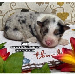 Skor - Blue merle female Australian Shepherd puppy in Bethany, Connecticut from Wynter Thyme Manor Australian shepherds