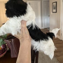 Red Boy - Black and white male Shih Tzu puppy in Durham, Maine from Barrington's Golden Retrievers and Shih Tzu