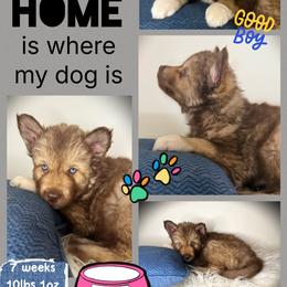 Hickory - Red and white male Siberian Husky puppy in Florence, Kentucky from Moonlight Howl Huskies