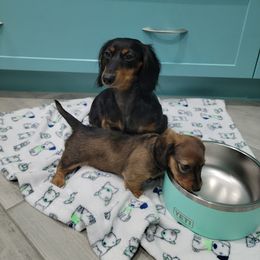 "11-09-2021" Dachshund Puppies from Royce's Dashshunds