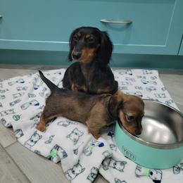 "11-09-2021" Dachshund Puppies from Royce's Dashshunds